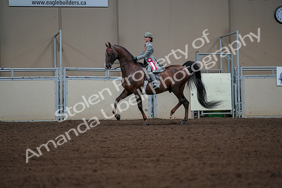 2019 Morgan Horse Show - Aug 30, 2019 - 18238
