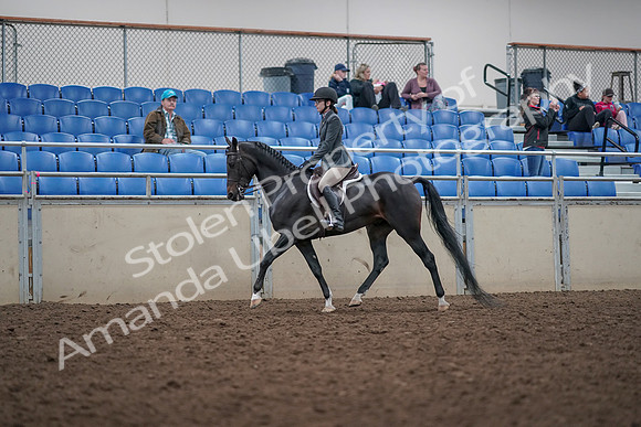 2019 Morgan Horse Show - Aug 31, 2019 - 14680