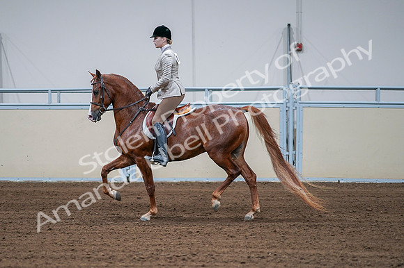2020 - AB Morgan Horse - Fri, Sept 04 - 01562