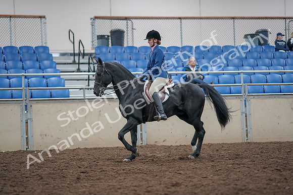 2019 Morgan Horse Show - Aug 31, 2019 - 16608