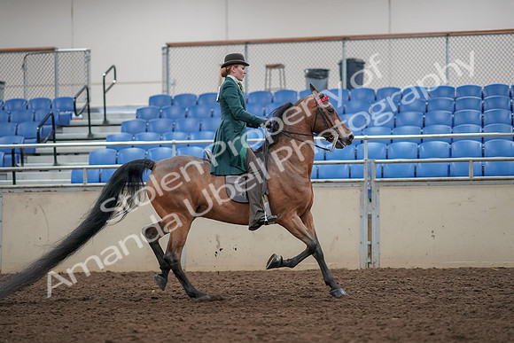 2019 Morgan Horse Show - Aug 30, 2019 - 28260