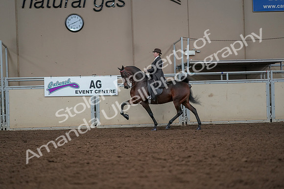 2019 Morgan Horse Show - Aug 30, 2019 - 27899