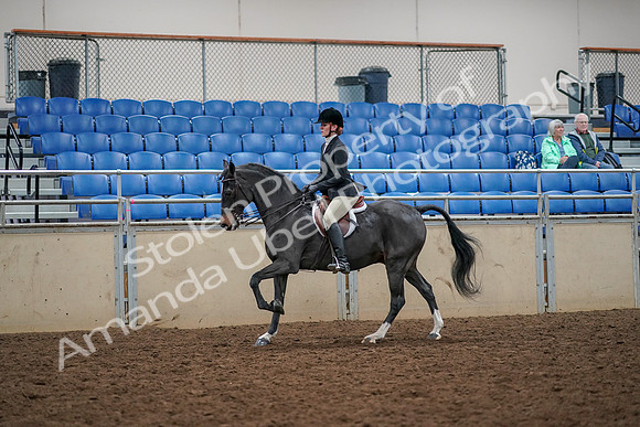 2019 Morgan Horse Show - Aug 30, 2019 - 23412
