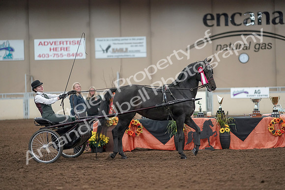 2019 Morgan Horse Show - Aug 31, 2019 - 04774