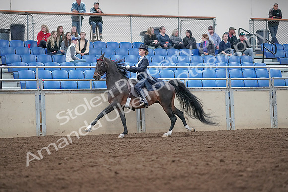 2019 Morgan Horse Show - Aug 31, 2019 - 20670