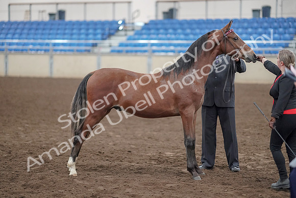 2019 Morgan Horse Show - Aug 31, 2019 - 00152