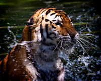 Big Cats - 008