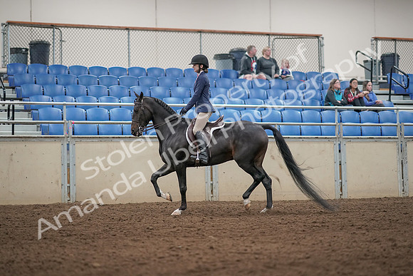 2019 Morgan Horse Show - Aug 31, 2019 - 04879