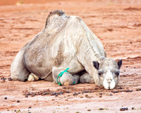 Domestic Animals - 018
