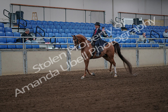 2019 Morgan Horse Show - Sept 01, 2019 - 11954