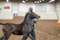 2020 - AB Morgan Horse - Sat, Sept 05 - 00664
