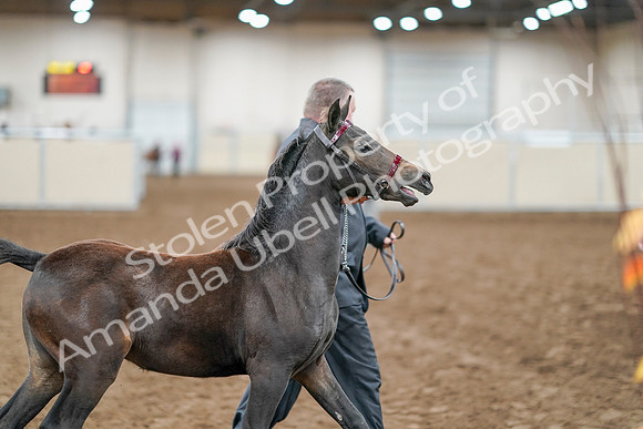 2020 - AB Morgan Horse - Sat, Sept 05 - 00664