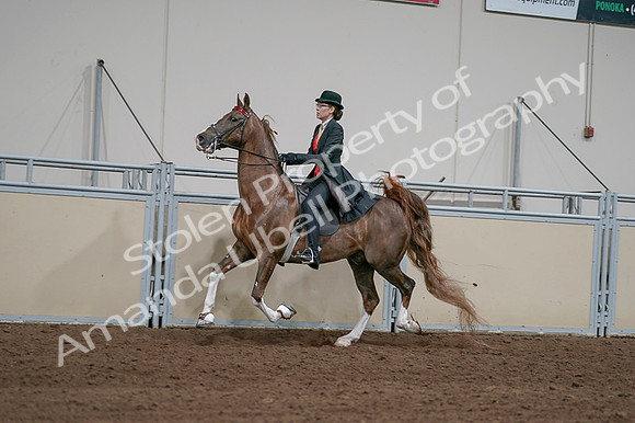 2020 - AB Morgan Horse - Fri, Sept 04 - 09739