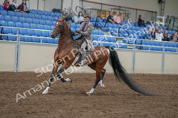 2020 - AB Morgan Horse - Fri, Sept 04 - 11308