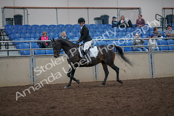 2019 Morgan Horse Show - Aug 31, 2019 - 16586