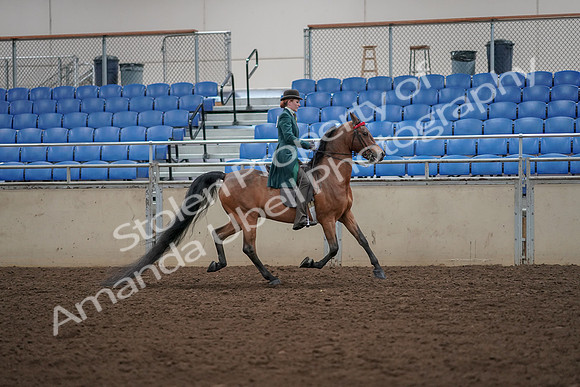 2019 Morgan Horse Show - Aug 30, 2019 - 28128