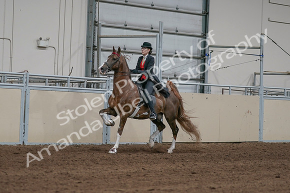 2020 - AB Morgan Horse - Fri, Sept 04 - 09714