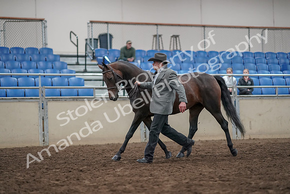 2019 Morgan Horse Show - Aug 31, 2019 - 03684