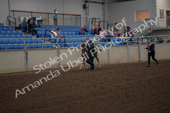 2019 Morgan Horse Show - Aug 30, 2019 - 24649