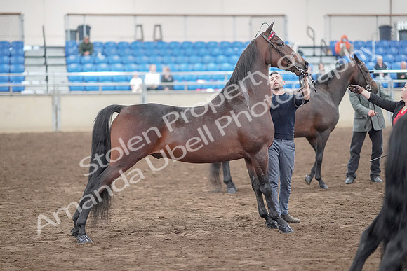 2019 Morgan Horse Show - Aug 31, 2019 - 03715