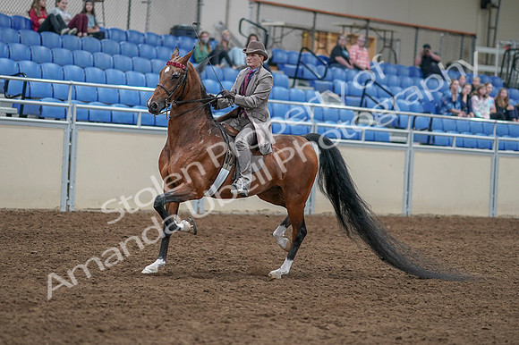 2020 - AB Morgan Horse - Fri, Sept 04 - 11309