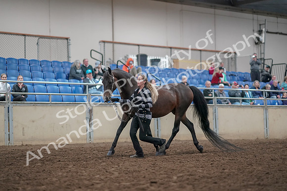 2019 Morgan Horse Show - Aug 31, 2019 - 03659