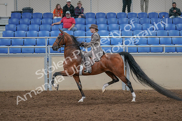 2020 - AB Morgan Horse - Fri, Sept 04 - 11395