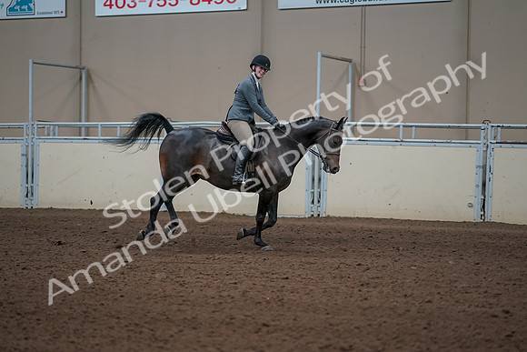 2019 Morgan Horse Show - Sept 01, 2019 - 11116