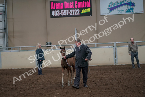 2019 Morgan Horse Show - Aug 31, 2019 - 00385