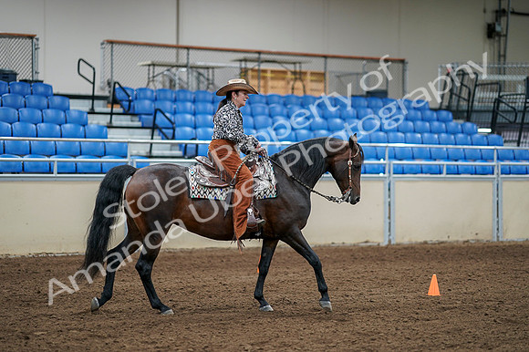 2020 - AB Morgan Horse - Fri, Sept 04 - 00392