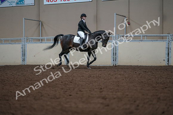 2019 Morgan Horse Show - Aug 30, 2019 - 18628