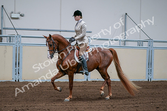 2020 - AB Morgan Horse - Fri, Sept 04 - 01633