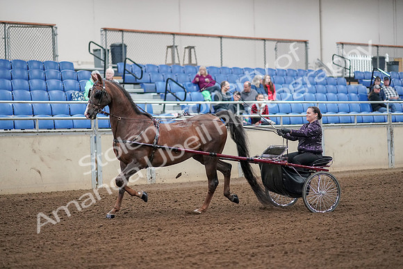 2019 Morgan Horse Show - Aug 30, 2019 - 13064