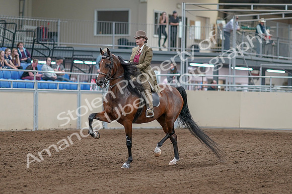 2020 - AB Morgan Horse - Fri, Sept 04 - 11137