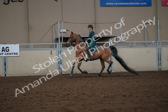 2019 Morgan Horse Show - Aug 30, 2019 - 27921