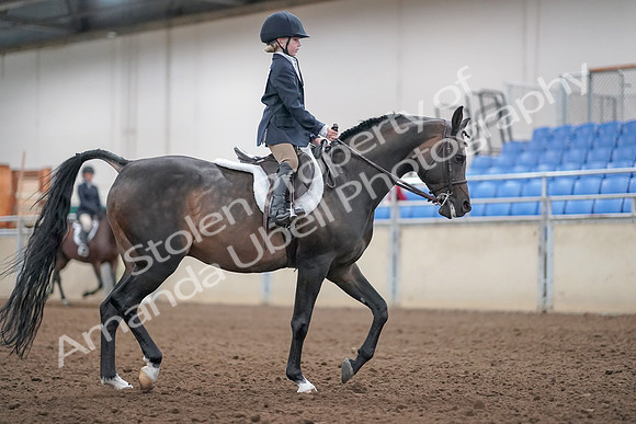 2019 Morgan Horse Show - Aug 31, 2019 - 19583