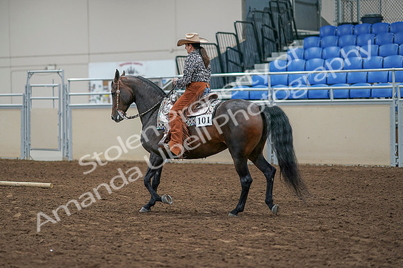 2020 - AB Morgan Horse - Fri, Sept 04 - 00088