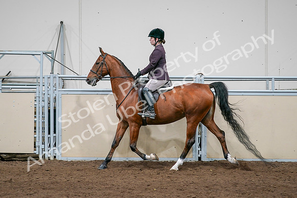 2020 - AB Morgan Horse - Sat, Sept 05 - 03063