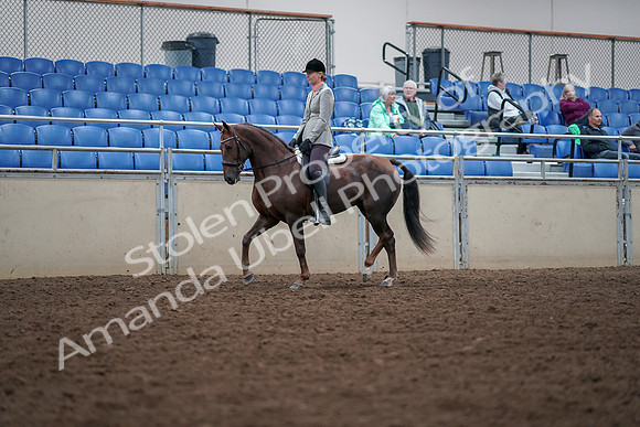 2019 Morgan Horse Show - Aug 30, 2019 - 18322