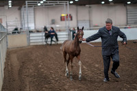2019 Morgan Horse Show - Aug 31, 2019 - 00845