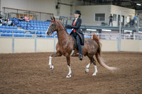 2020 - AB Morgan Horse - Fri, Sept 04 - 09509