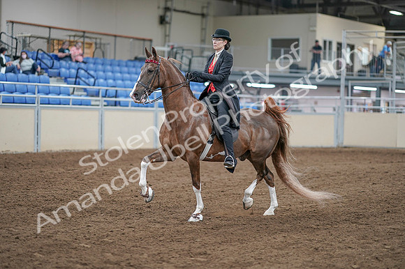 2020 - AB Morgan Horse - Fri, Sept 04 - 09509