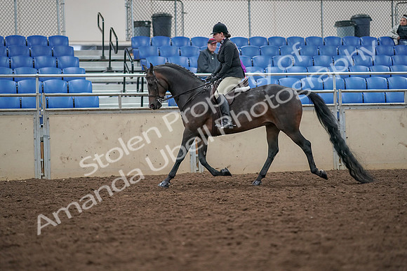 2019 Morgan Horse Show - Aug 30, 2019 - 19876