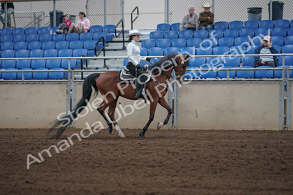 2019 Morgan Horse Show - Sept 01, 2019 - 07044