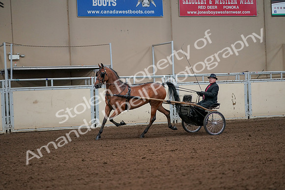 2019 Morgan Horse Show - Aug 30, 2019 - 13061