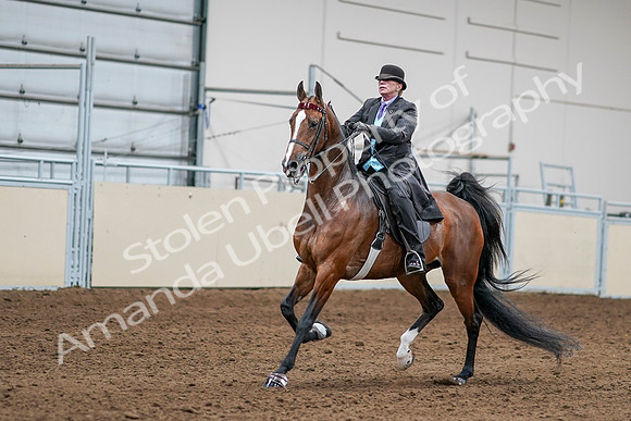 2020 - AB Morgan Horse - Sat, Sept 05 - 13153