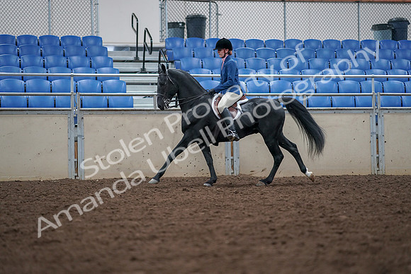 2019 Morgan Horse Show - Aug 30, 2019 - 18454