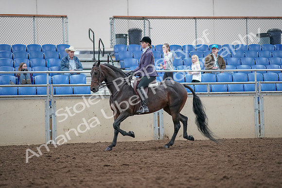 2019 Morgan Horse Show - Aug 31, 2019 - 14940