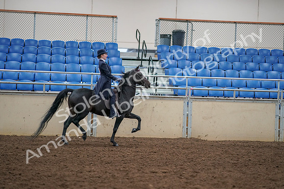 2019 Morgan Horse Show - Aug 30, 2019 - 12397