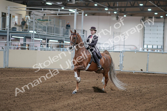 2020 - AB Morgan Horse - Sat, Sept 05 - 06142